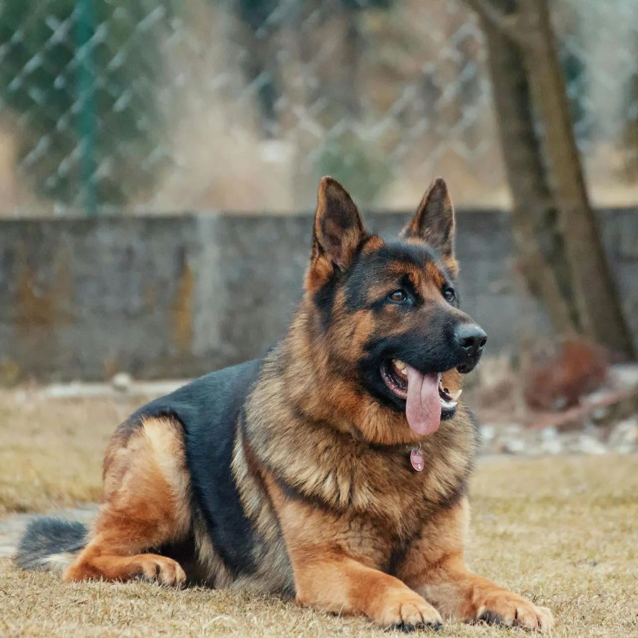 Behavior Training for Puppies and Dogs - Countertop Jumping, Biting, Bolting, Sit and Stay