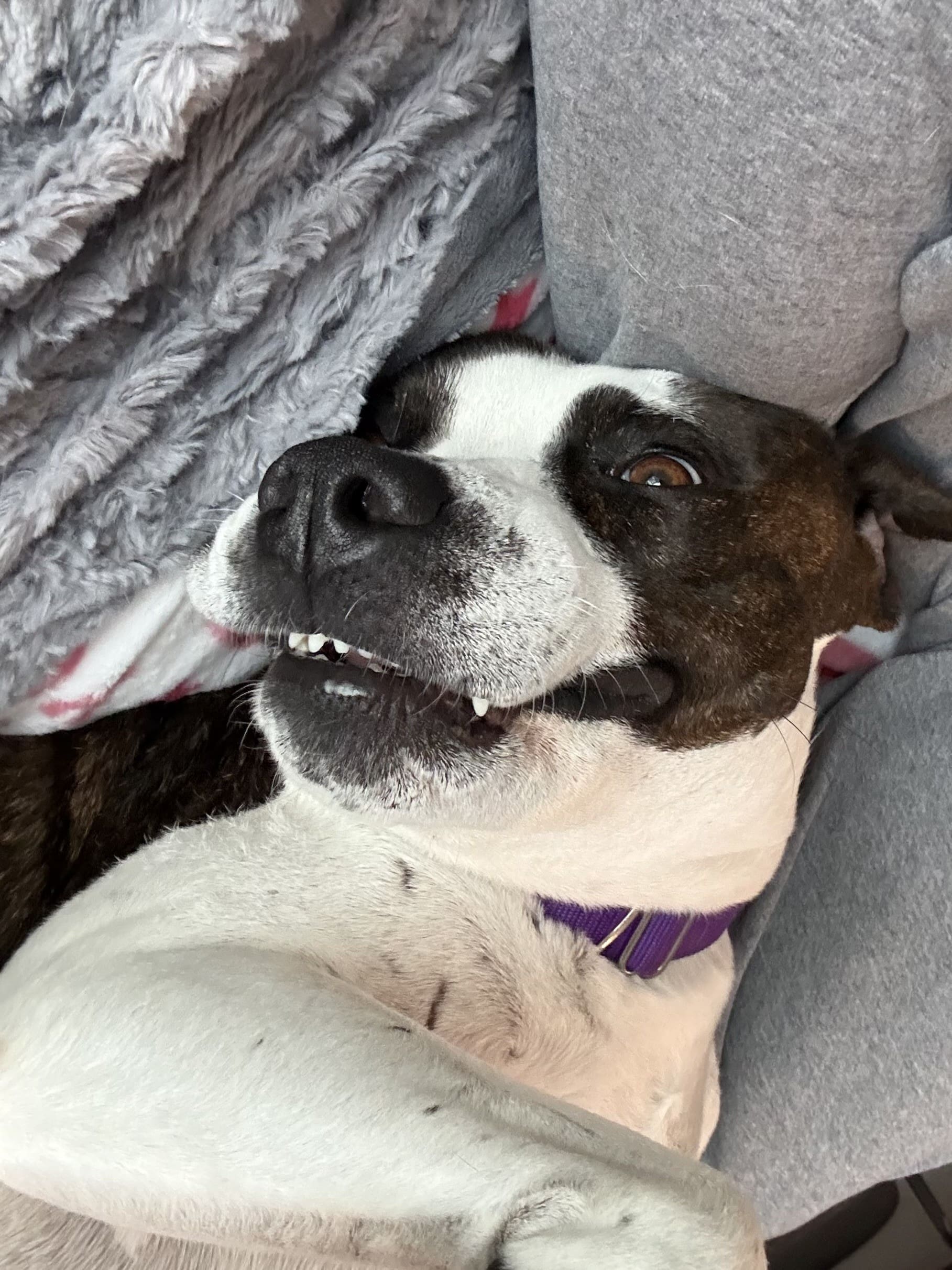 Cute dog showing his teeth smiling