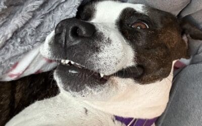 Eliminate The Source Cause Of Dog Biting