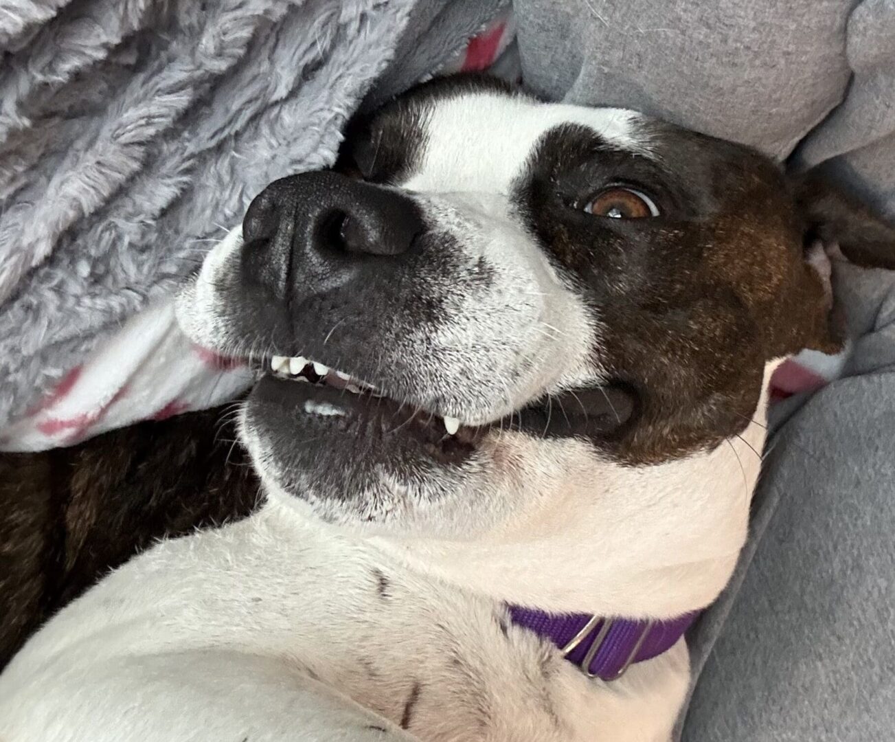 Cute dog showing his teeth smiling