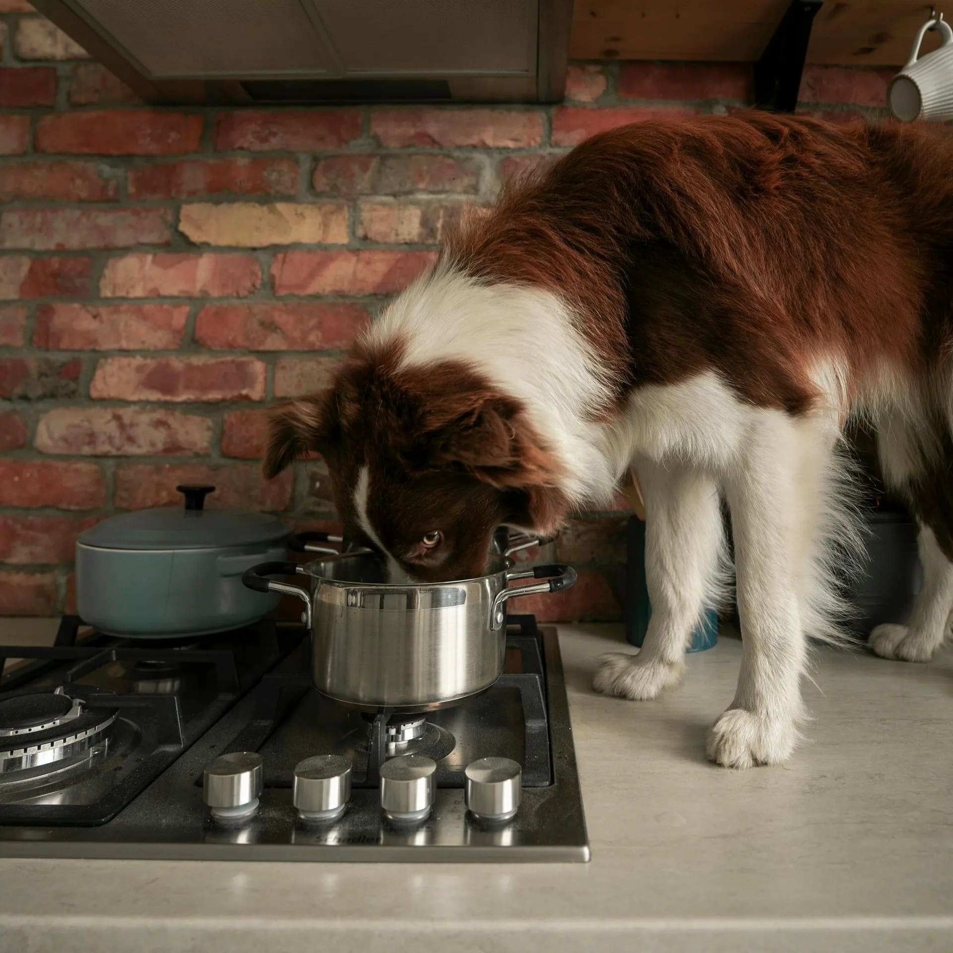 Dog Puppy Countertop Jumping Training