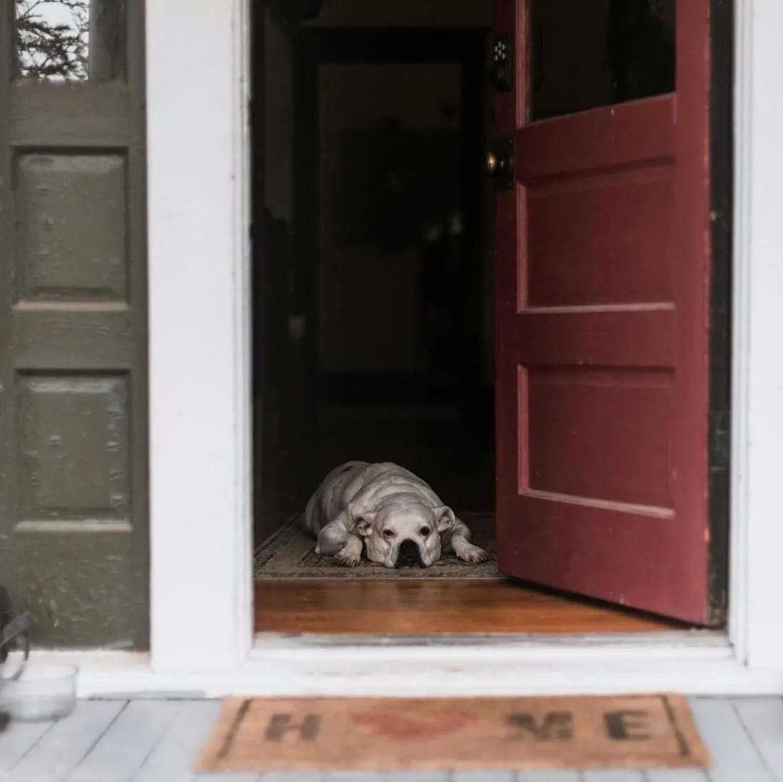 Dog Puppy Door Bolting Training