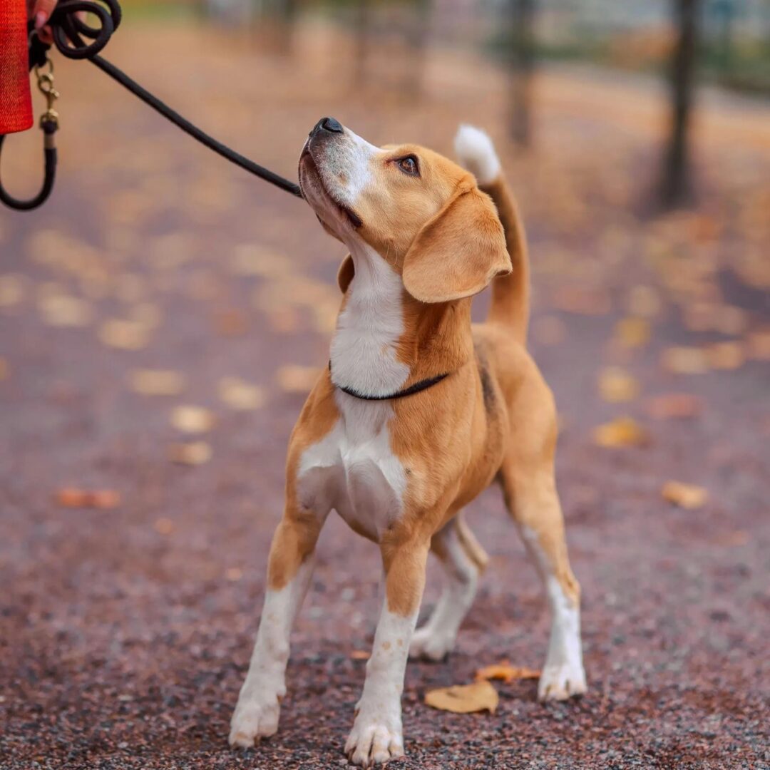 Dog Puppy Leash Pulling Walking Training