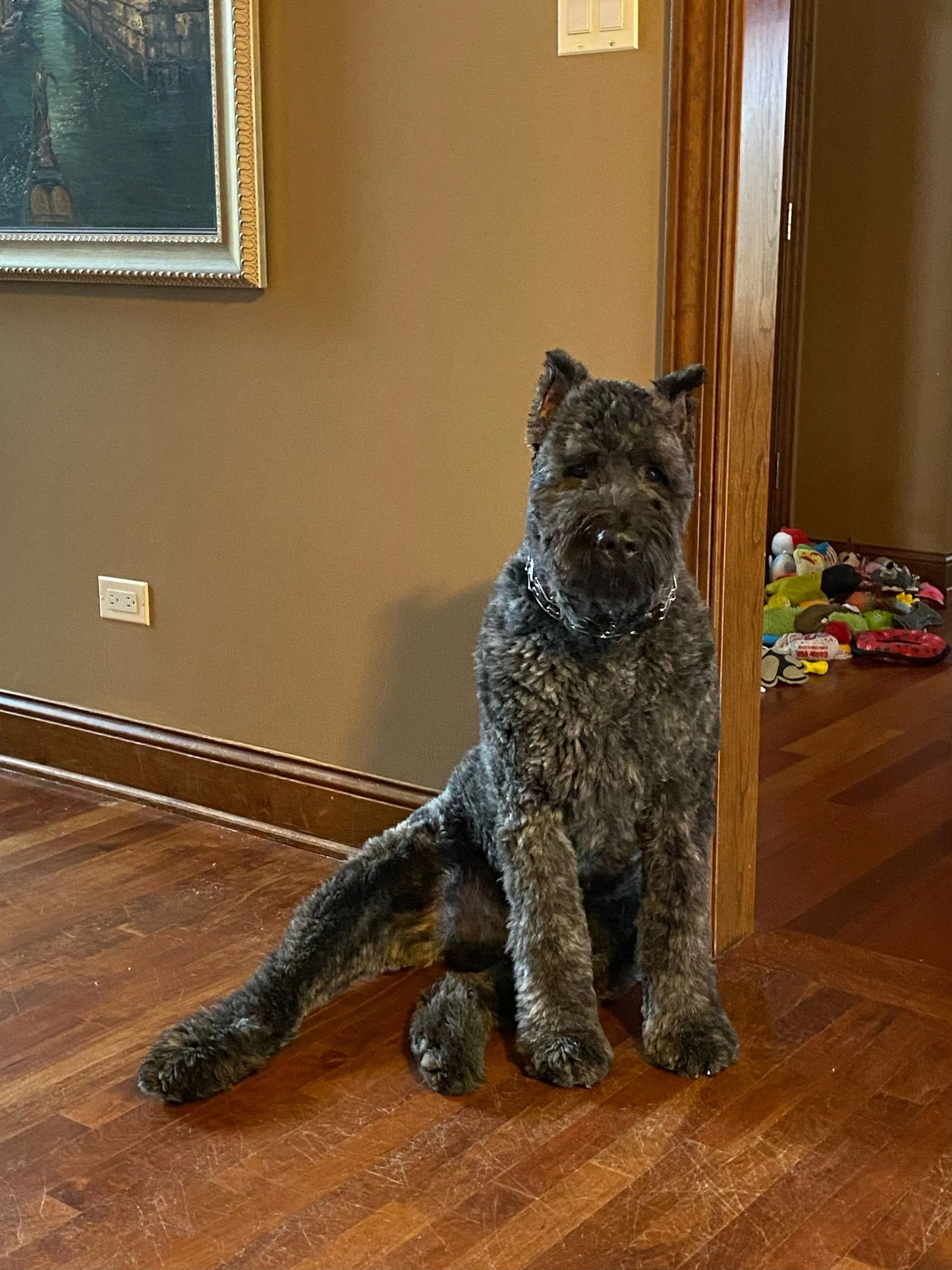 Dog Training Dog Sit Stay