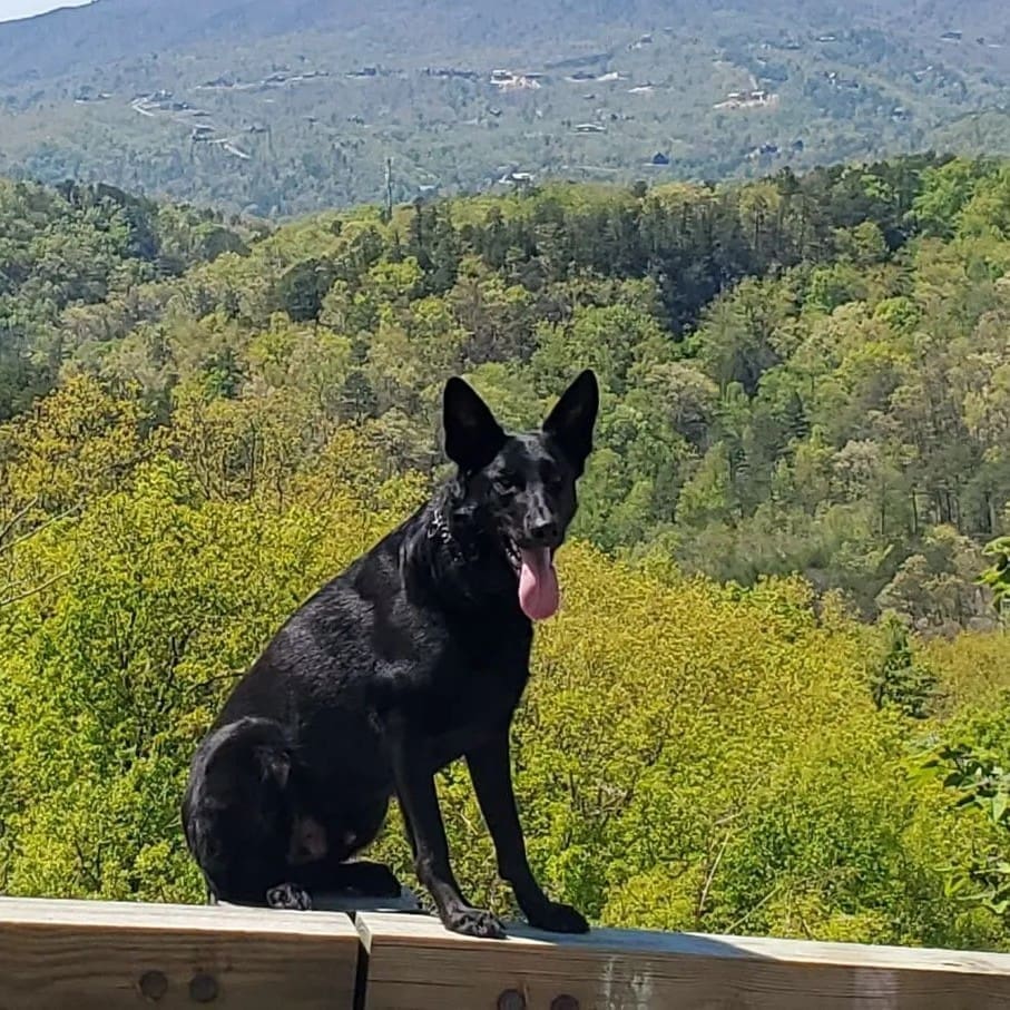 Dog Training Outdoors no leash