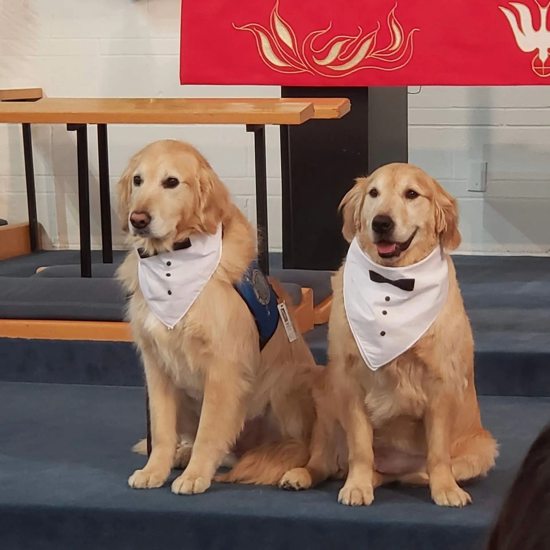 Dog Training for Special Events