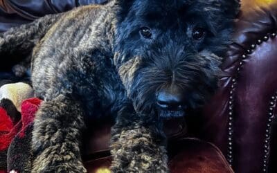 Dog Training Tips To Stop Dog Jumping