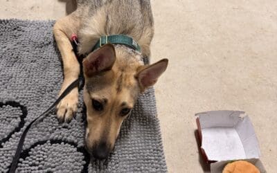 Basic Training Commands