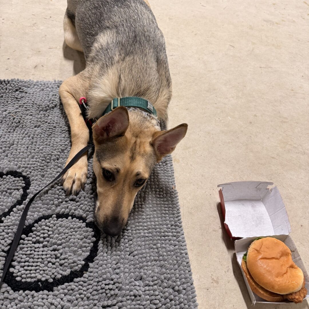 Dog staying while next to food
