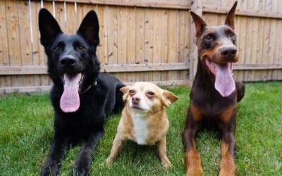 The Importance Of Following Breed-Specific Advice