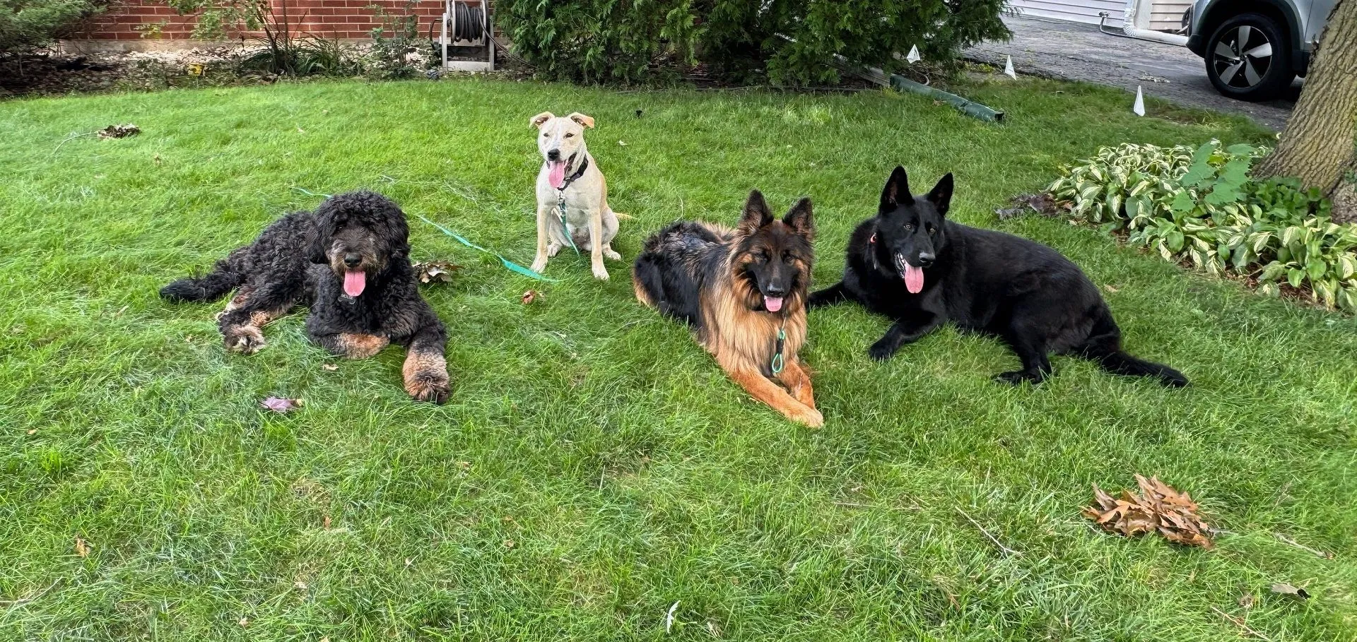Elite Dog Training Services dogs laying in yard