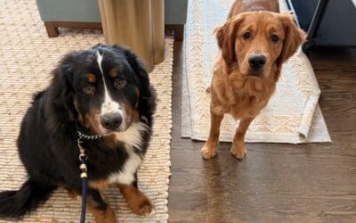 Home Dog Training vs. Obedience School