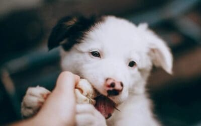 Puppy Biting: Why It Happens and How to Stop It