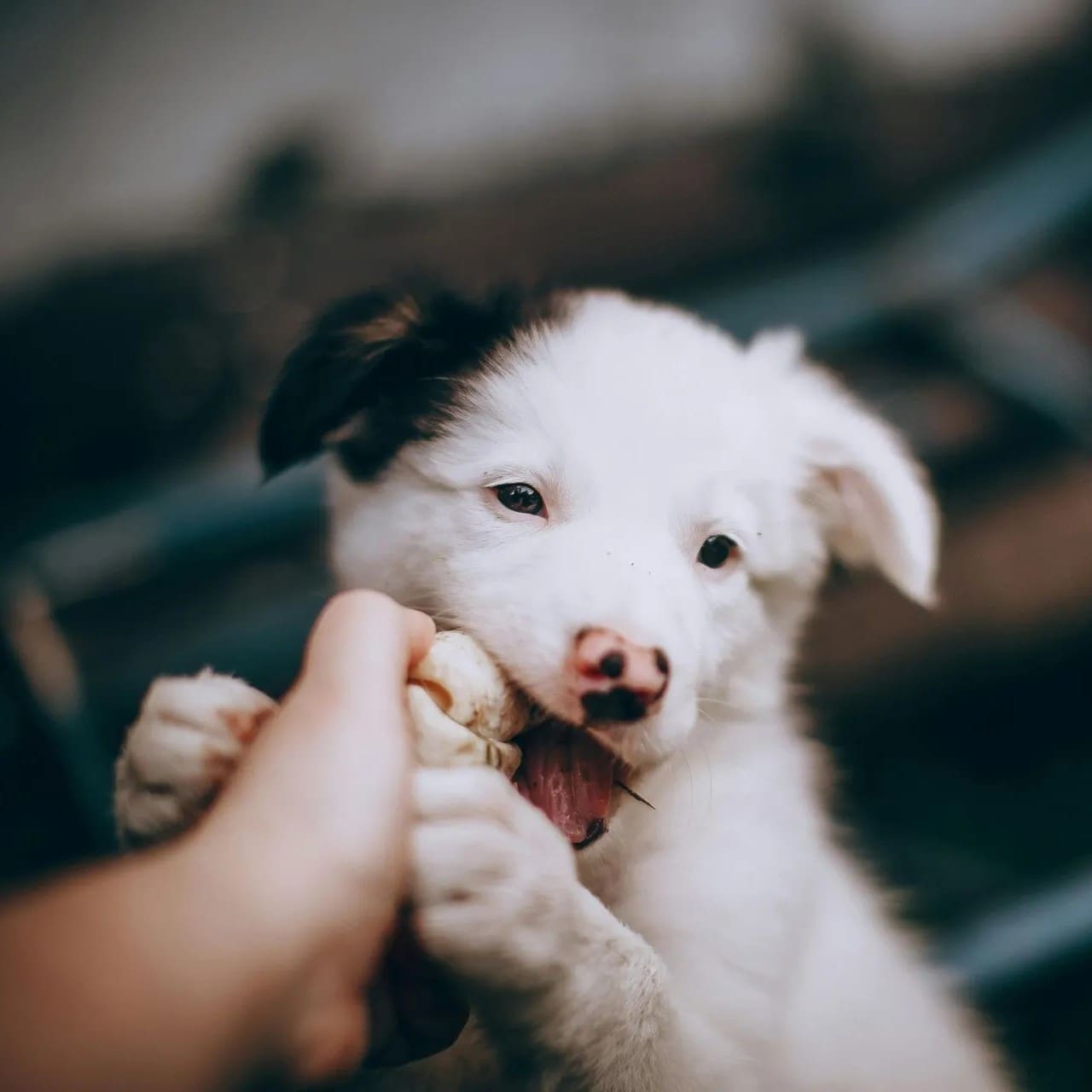 Puppy Biting Training