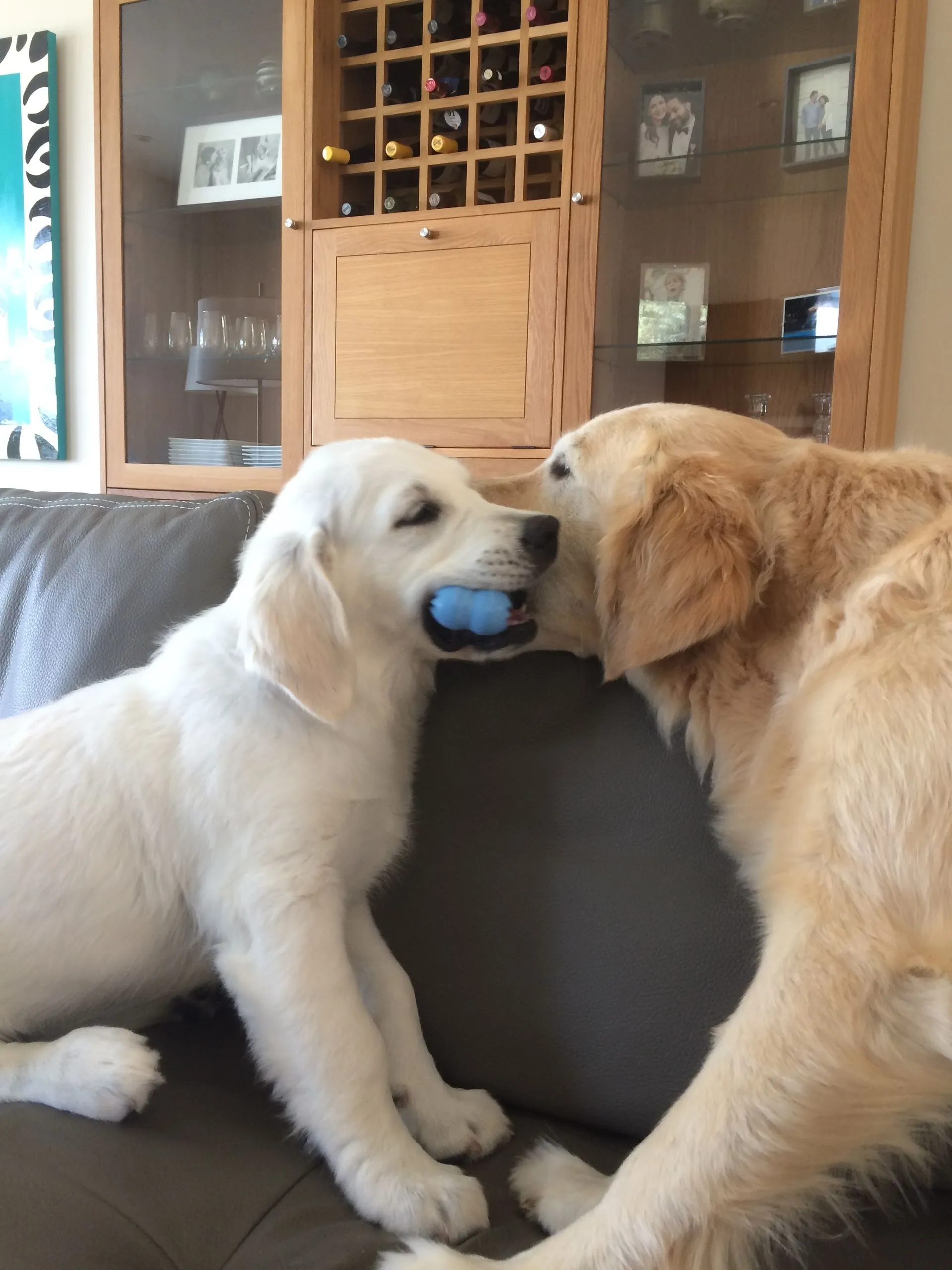 Puppy Training Biting Tugging Obedience