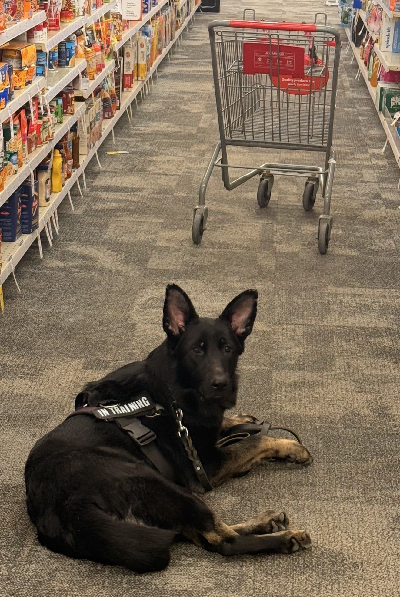 Service Dog Training in grocery store