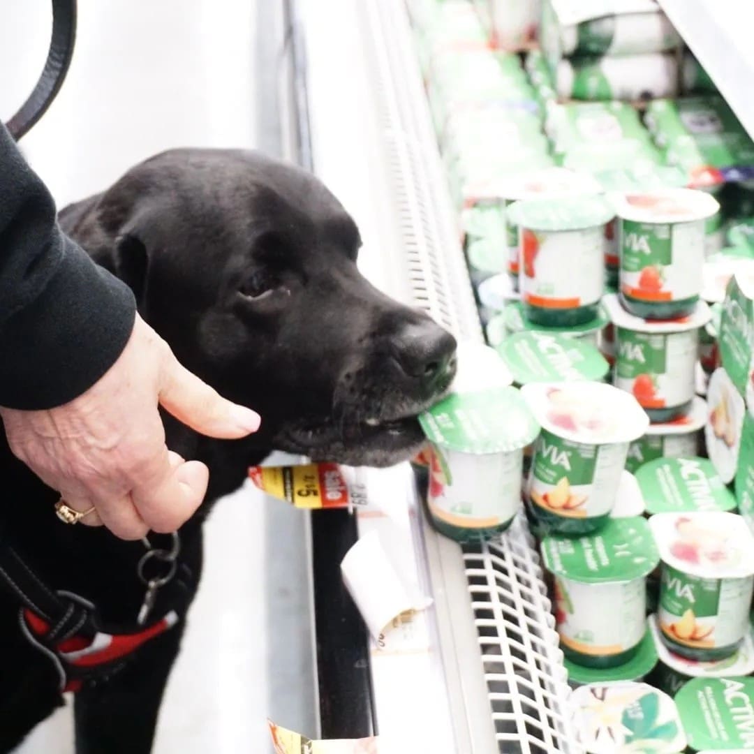 In-Home Dog Training for Puppies and Dogs