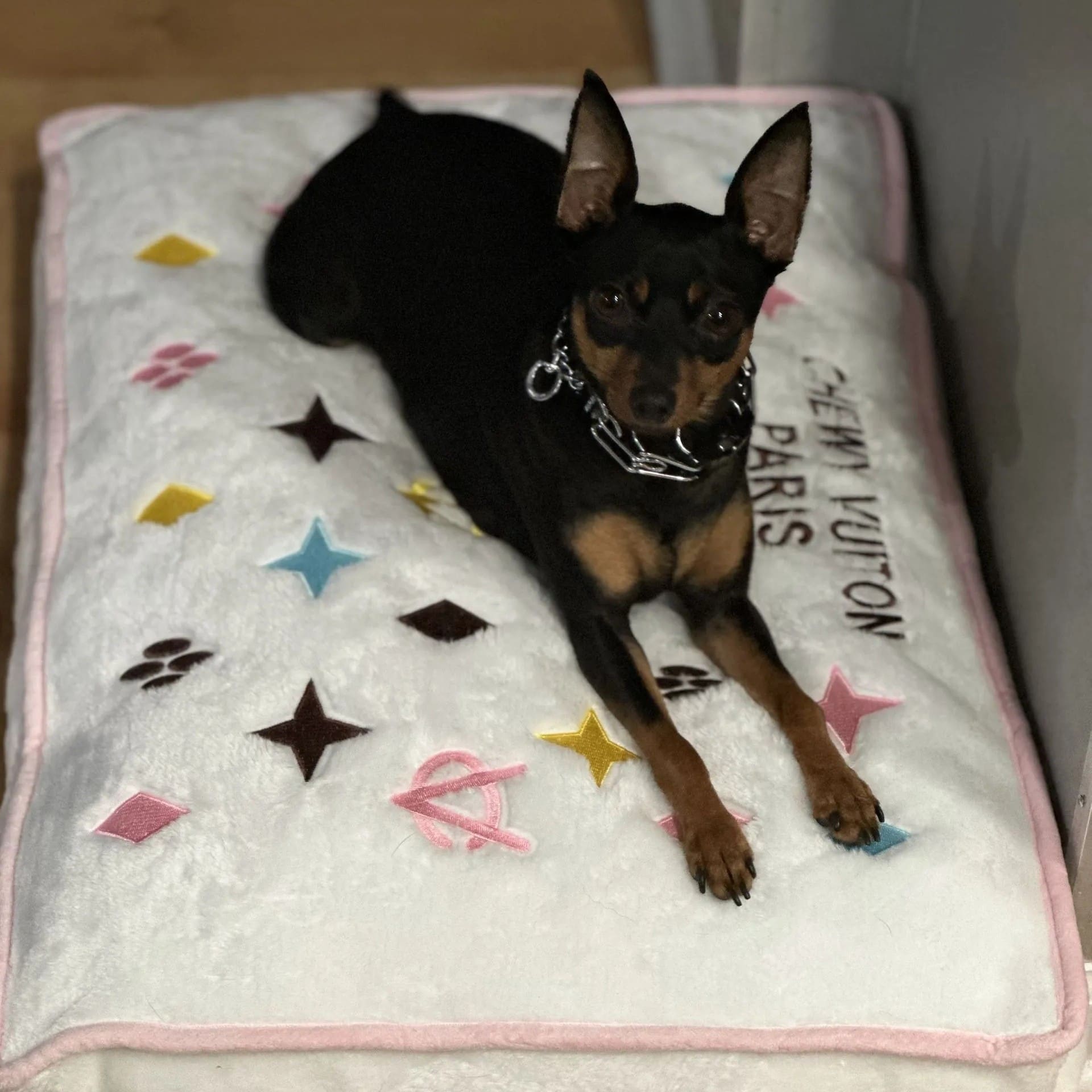Small Dog on dog bed