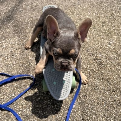 Skateboarding Puppy